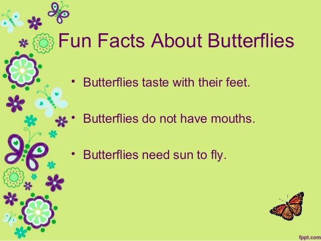 What are some facts about butterflies?