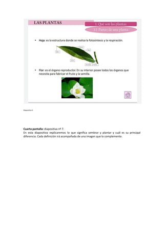 Diapositiva 6
Cuarta pantalla:​ diapositiva nº 7.
En esta diapositiva explicaremos lo que significa sembrar y plantar y cuál es su principal
diferencia. Cada definición irá acompañada de una imagen que lo complemente.
 