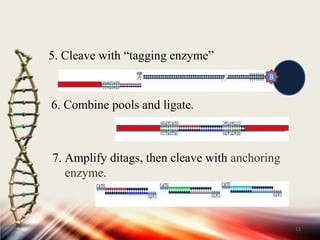 5. Cleave with “tagging enzyme”11B6. Combine pools and ligate.7. Amplify ditags, then cleave with anchoring    enzyme.