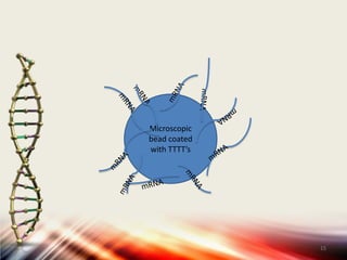Coating of microscopic magnetic beads with “TTTTT” tails is done.