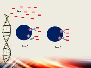 17BBBiotinylated oligo dT (primers) BBBBmRNABStreptavidin beadsBcDNABB