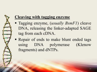 Enzymatic cleavage of cDNAThe cDNA molecule is cleaved with a restriction enzyme.
