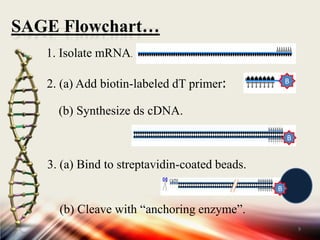 SAGE Flowchart…1. Isolate mRNA.B2. (a) Add biotin-labeled dT primer:   (b) Synthesize ds cDNA.B3.(a) Bind to streptavidin-coated beads.    (b) Cleave with “anchoring enzyme”.9B