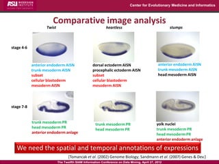 Center for Evolutionary Medicine and Informatics



                       Comparative image analysis
                   Twist                                   heartless                                stumps



stage 4-6



            anterior endoderm AISN                dorsal ectoderm AISN                        anterior endoderm AISN
            trunk mesoderm AISN                   procephalic ectoderm AISN                   trunk mesoderm AISN
            subset                                subset                                      head mesoderm AISN
            cellular blastoderm                   cellular blastoderm
            mesoderm AISN                         mesoderm AISN



stage 7-8


            trunk mesoderm PR                       trunk mesoderm PR                        yolk nuclei
            head mesoderm PR                        head mesoderm PR                         trunk mesoderm PR
            anterior endoderm anlage                                                         head mesoderm PR
                                                                                             anterior endoderm anlage

   We need the spatial and temporal annotations of expressions
                                  [Tomancak et al. (2002) Genome Biology; Sandmann et al. (2007) Genes & Dev.]
                           The Twelfth SIAM Information Conference on Data Mining, April 27, 2012
 