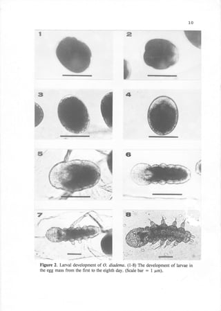 l_o


s                                            s




ffi                                         &


w

                                            ffi
                                                                                     "":
                                                                                  ;"" :.$
                                                                                  r'




 Figure 2. Larval development of O. diadema. (1-8) The development of larvae in
 the egg mass from the first to the eighth day. (Scale bar : 1 prm).
 