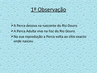 1º Observação A Perca desova na nascente do Rio Douro A Perca Adulta vive na Foz do Rio Douro Na sua reprodução a Perca volta ao sítio exacto onde nasceu 