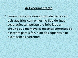 4º Experimentação Foram colocados dois grupos de percas em dois aquários com o mesmo tipo de água, vegetação, temperatura e foi criado um circuito que manteve as mesmas correntes da nascente para a foz, num dos aquários e no outro sem as correntes  