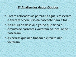 5º Análise dos dados Obtidos Foram colocadas as percas na água, cresceram e fizeram o percurso da nascente para a foz. Na altura da desova o grupo que tinha o circuito de correntes voltaram ao local onde nasceram. As percas que não tinham o circuito não voltaram. 