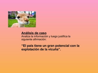 Análisis de caso Analiza la información y luego justifica la siguiente afirmación: “ El país tiene un gran potencial con la explotación de la vicuña”. 