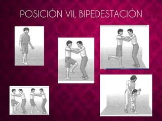POSICIÓN VII, BIPEDESTACIÓN 
 