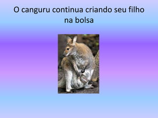 O canguru continua criando seu filho
na bolsa