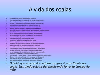 A vida dos coalas
• O coala é muito pouco desenvolvido ao nascer.
• Pesa apenas 0,5 g e tem menos de 20 mm de comprimento.
• O corpo é nu, cor-de-rosa e raiado de vasos sanguíneos;
• os olhos e os ouvidos estão fechados; a boca, as narinas e as
• patas posteriores são apenas um esboço. Somente as
• patas anteriores são suficientemente robustas para lhe
• permitir executar sozinho o fatigante trajeto até a bolsa
• ventral da genitora e ali permanecer agarrado a uma das duas mamas.
• Por volta dos cinco meses e meio, a cria começa a sair
• do seu tranquilo abrigo, mas não se afasta muito da mãe e,
• ao primeiro sinal de perigo, torna a entrar ou então emite
• uma espécie de vagido.
• Aos 6 meses, o coala está coberto de pelos,
• mede cerca de 20 cm e pesa entre 400 e 500 g.
• Durante os primeiros meses de vida, o regime
• alimentar do coala é muito especial: ele consome uma papa
• que é constituída de folhas de eucalipto pré digeridas
• que sai do intestino da mãe.
• A permanência fora do refúgio vai aumentando e, aos 8 meses,
• torna-se definitiva. A partir daí, o jovem só enfia a cabeça
• no marsúpio quando tem de mamar. Durante as peregrinações
• noturnas, a mãe ainda o transporta sobre o dorso.
• Com cerca de 1 ano de idade, o filhote está completamente desmamado.
• Caso se trate de uma fêmea, só irá se afastar da mãe quando
• for à procura de um território próprio. Mas se for macho,
• será expulso na época reprodutiva pelo macho residente
• O bebê que precisa do método canguru é semelhante ao
coala. Eles ainda está se desenvolvendo forra da barriga da
mãe
 