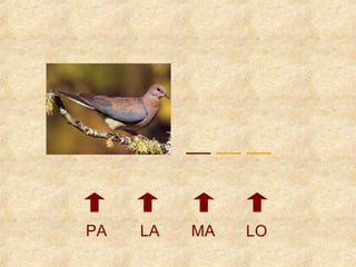 __ __ __ 
PA LA MA LO 
 