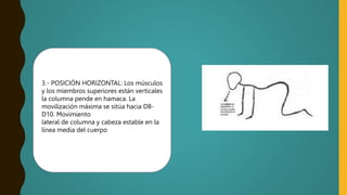 3.- POSICIÓN HORIZONTAL: Los músculos
y los miembros superiores están verticales
la columna pende en hamaca. La
movilización máxima se sitúa hacia D8-
D10. Movimiento
lateral de columna y cabeza estable en la
línea media del cuerpo
 