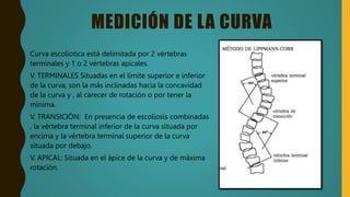 MEDICIÓN DE LA CURVA
Curva escoliotica está delimitada por 2 vértebras
terminales y 1 o 2 vértebras apicales.
V. TERMINALES Situadas en el límite superior e inferior
de la curva, son la más inclinadas hacia la concavidad
de la curva y , al carecer de rotación o por tener la
mínima.
V. TRANSICIÓN: En presencia de escoliosis combinadas
, la vértebra terminal inferior de la curva situada por
encima y la vértebra terminal superior de la curva
situada por debajo.
V. APICAL: Situada en el ápice de la curva y de máxima
rotación.
 