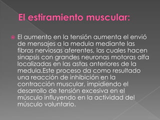 

El aumento en la tensión aumenta el envió
de mensajes a la medula mediante las
fibras nerviosas aferentes, las cuales hacen
sinapsis con grandes neuronas motoras alfa
localizadas en las astas anteriores de la
medula.Este proceso da como resultado
una reacción de inhibición en la
contracción muscular, impidiendo el
desarrollo de tensión excesiva en el
músculo influyendo en la actividad del
músculo voluntario.

 
