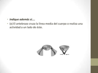 • Indique además si....
• (x) El antebrazo cruza la línea media del cuerpo o realiza una
  actividad a un lado de éste.
 