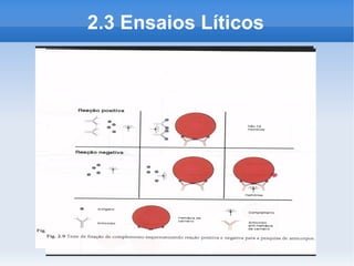 2.3 Ensaios Líticos
 