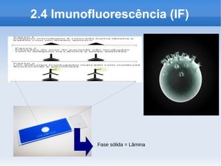 2.4 Imunofluorescência (IF)




           Fase sólida = Lâmina
 