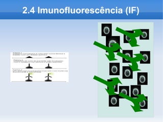2.4 Imunofluorescência (IF)
 