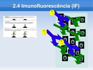2.4 Imunofluorescência (IF)
                 F
                  C




            F
             C


                      F
                       C
 