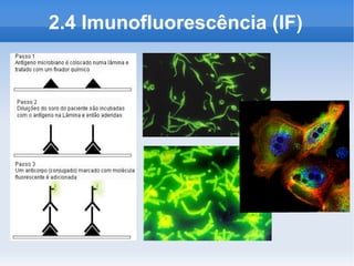 2.4 Imunofluorescência (IF)
 