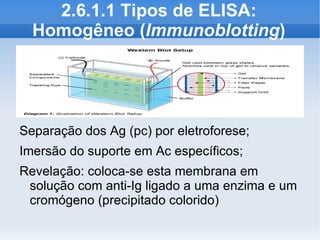 2.6.1.1 Tipos de ELISA:
  Homogêneo (Immunoblotting)




Separação dos Ag (pc) por eletroforese;
Imersão do suporte em Ac específicos;
Revelação: coloca-se esta membrana em
 solução com anti-Ig ligado a uma enzima e um
 cromógeno (precipitado colorido)
 