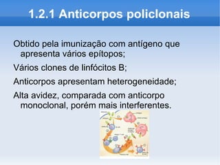 1.2.1 Anticorpos policlonais

Obtido pela imunização com antígeno que
 apresenta vários epítopos;
Vários clones de linfócitos B;
Anticorpos apresentam heterogeneidade;
Alta avidez, comparada com anticorpo
  monoclonal, porém mais interferentes.
 