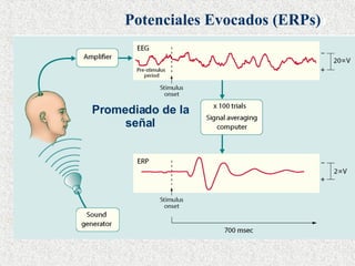 Potenciales Evocados (ERPs) ) Promediado de la señal 