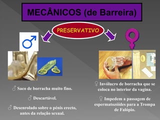 MECÂNICOS (de Barreira)
                           PRESERVATIVO




                                      ♀ Invólucro de borracha que se
  ♂ Saco de borracha muito fino.       coloca no interior da vagina.
          ♂ Descartável.                ♀ Impedem a passagem de
                                      espermatozóides para a Trompa
♂ Desenrolado sobre o pénis erecto,            de Falópio.
      antes da relação sexual.
 