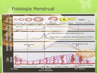 Fisiologia Menstrual
 