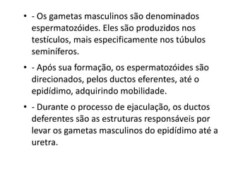 • - Os gametas masculinos são denominados
  espermatozóides. Eles são produzidos nos
  testículos, mais especificamente nos túbulos
  seminíferos.
• - Após sua formação, os espermatozóides são
  direcionados, pelos ductos eferentes, até o
  epidídimo, adquirindo mobilidade.
• - Durante o processo de ejaculação, os ductos
  deferentes são as estruturas responsáveis por
  levar os gametas masculinos do epidídimo até a
  uretra.
 