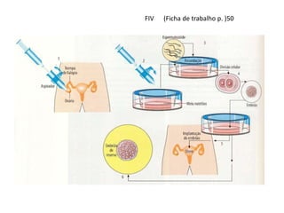 FIV

(Ficha de trabalho p. )50

 
