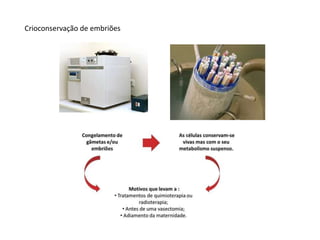 Crioconservação de embriões

 