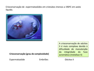 Crioconservação de espermatozóides em criotubos imersos a 196ºC em azoto
líquido.

Crioconservação (grau de complexidade)
Espermatozóide

Embriões

A crioconservação de oócitos
II é mais complexa devido à
dificuldade de manutenção
da integridade do fuso
acromático (metafase II)
Oócitos II

 