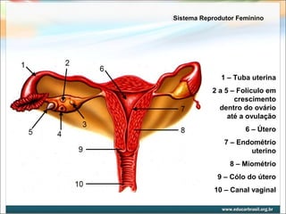 Sistema Reprodutor Feminino 
1 – Tuba uterina 
2 a 5 – Folículo em 
crescimento 
dentro do ovário 
até a ovulação 
6 – Útero 
7 – Endométrio 
uterino 
8 – Miométrio 
9 – Cólo do útero 
10 – Canal vaginal 
 