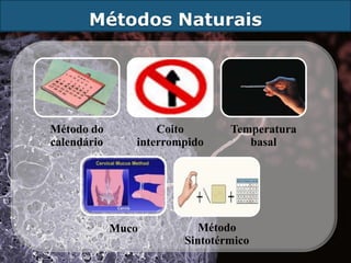 Métodos Naturais




Método do           Coito       Temperatura
calendário      interrompido       basal




             Muco          Método
                        Sintotérmico
 