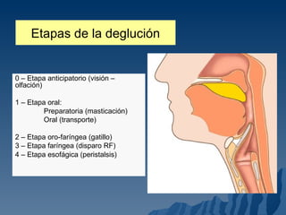 0 – Etapa anticipatorio (visión – olfación) 1 – Etapa oral: Preparatoria (masticación) Oral (transporte) 2 – Etapa oro-faríngea (gatillo) 3 – Etapa faríngea (disparo RF) 4 – Etapa esofágica (peristalsis) Etapas de la deglución 