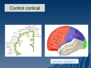 Control cortical Opérculo Rolándico 