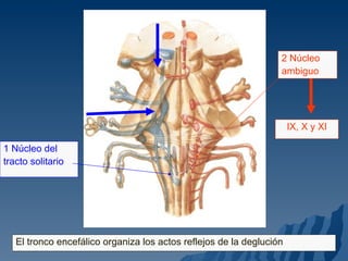 1 Núcleo del  tracto solitario 2 Núcleo  ambiguo IX, X y XI El tronco encefálico organiza los actos reflejos de la deglución 