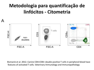 Metodologia para quantificação de
linfócitos - Citometria
Bismarck et al. 2012. Canine CD4+CD8+ double positive T cells in peripheral blood have
features of activated T cells. Veterinary Immunology and Immunopathology
 