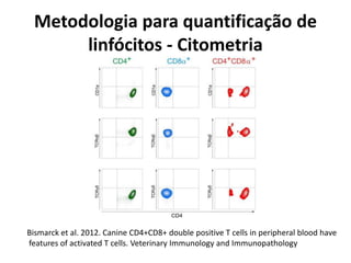 Metodologia para quantificação de
linfócitos - Citometria
Bismarck et al. 2012. Canine CD4+CD8+ double positive T cells in peripheral blood have
features of activated T cells. Veterinary Immunology and Immunopathology
 