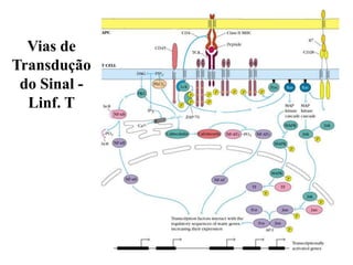 Vias de
Transdução
do Sinal -
Linf. T
 