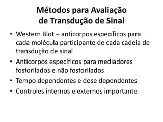 Métodos para Avaliação
de Transdução de Sinal
• Western Blot – anticorpos específicos para
cada molécula participante de cada cadeia de
transdução de sinal
• Anticorpos específicos para mediadores
fosforilados e não fosforilados
• Tempo dependentes e dose dependentes
• Controles internos e externos importante
 