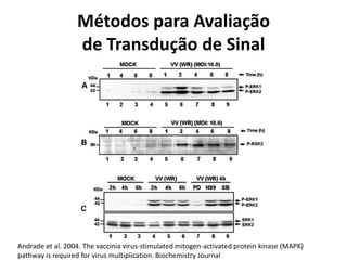 Métodos para Avaliação
de Transdução de Sinal
Andrade et al. 2004. The vaccinia virus-stimulated mitogen-activated protein kinase (MAPK)
pathway is required for virus multiplication. Biochemistry Journal
 