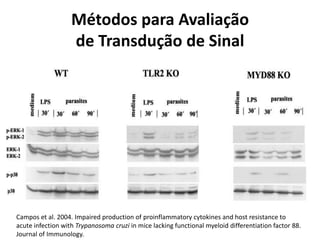 Métodos para Avaliação
de Transdução de Sinal
Campos et al. 2004. Impaired production of proinflammatory cytokines and host resistance to
acute infection with Trypanosoma cruzi in mice lacking functional myeloid differentiation factor 88.
Journal of Immunology.
 
