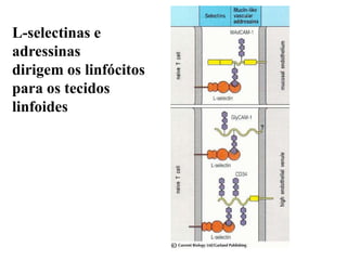L-selectinas e
adressinas
dirigem os linfócitos
para os tecidos
linfoides
 