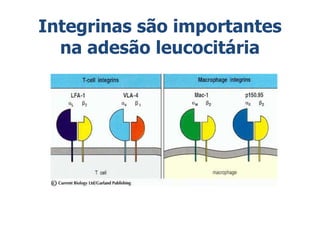 Integrinas são importantes
na adesão leucocitária
 