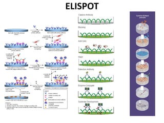ELISPOT
 