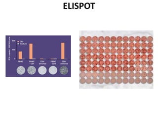 ELISPOT
 